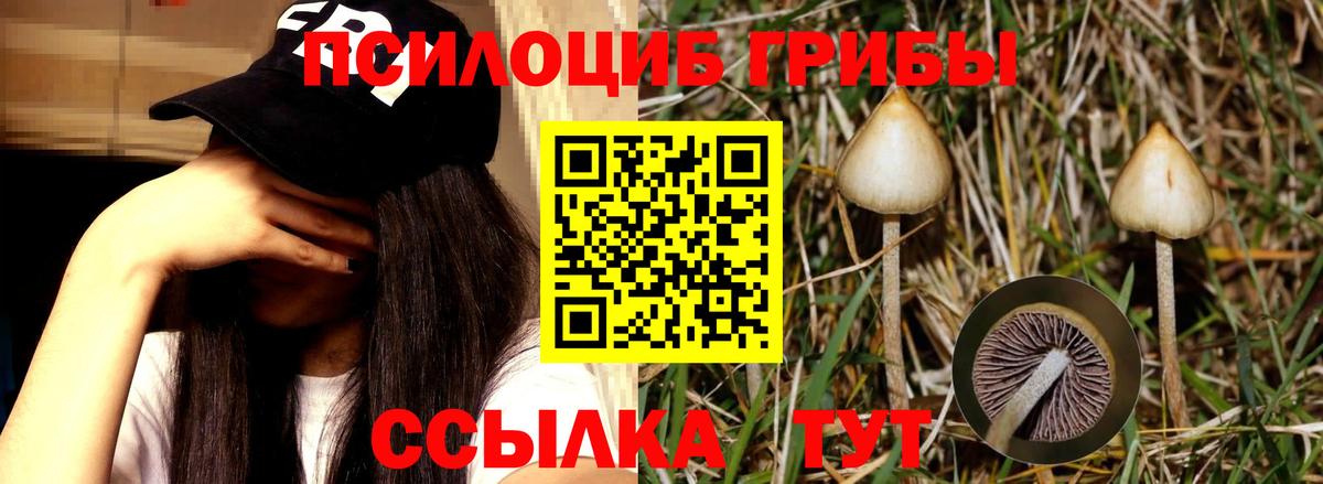 Галлюциногенные грибы Psilocybe Феодосия